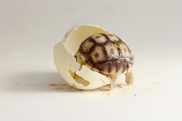 Africa spurred tortoise being born, Tortoise Hatching from Egg, Cute portrait of baby tortoise hatching,Cute small baby African Sulcata Tortoise in front of white background,,Cute animal