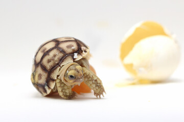 Africa spurred tortoise being born, Tortoise Hatching from Egg, Cute portrait of baby tortoise...