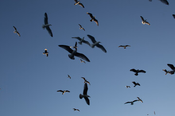 Silhouette oiseaux