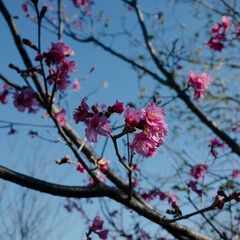 pink cherry blossom in spring