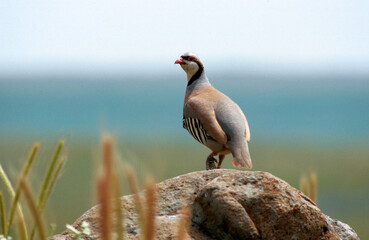 Perdrix choukar,.Alectoris chukar, Chukar Partridge