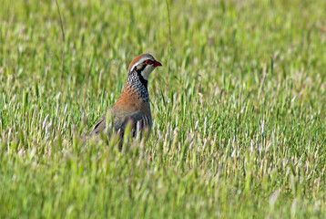 Perdrix rouge,.Alectoris rufa, Red legged Partridge