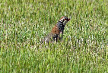 Perdrix rouge,.Alectoris rufa, Red legged Partridge