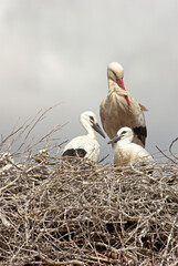 Cigogne blanche, nid, jeune,  Ciconia ciconia, White Stork