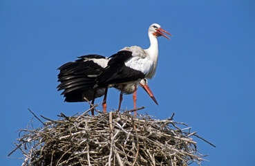 Cigogne blanche, nid, Ciconia ciconia, White Stork