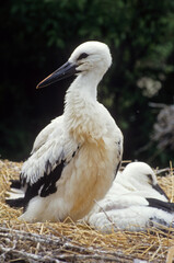 Cigogne blanche, nid, jeune, Ciconia ciconia, White Stork