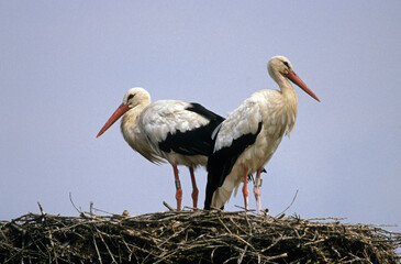 Cigogne blanche, nid, Ciconia ciconia, White Stork