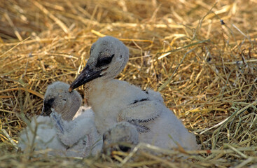 Cigogne blanche, nid, jeune, Ciconia ciconia, White Stork