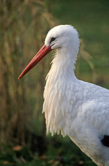 Cigogne blanche, Ciconia ciconia, White Stork