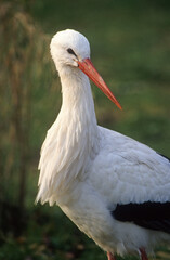 Cigogne blanche, Ciconia ciconia, White Stork