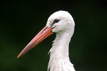 Cigogne blanche, Ciconia ciconia, White Stork