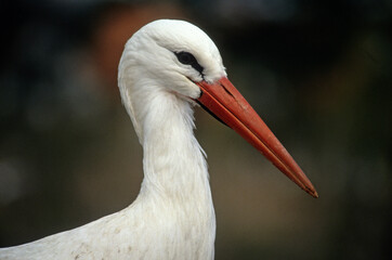 Cigogne blanche, Ciconia ciconia, White Stork