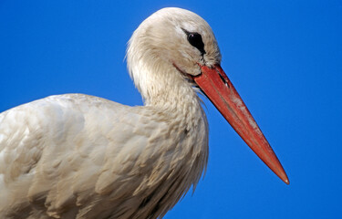 Cigogne blanche, Ciconia ciconia, White Stork