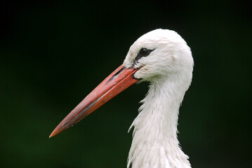 Cigogne blanche, Ciconia ciconia, White Stork