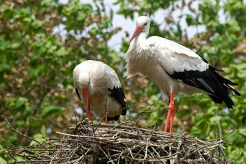 Cigogne blanche, nid, Ciconia ciconia, White Stork