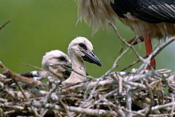Cigogne blanche, nid, jeune, Ciconia ciconia, White Stork