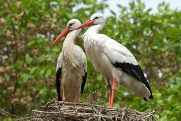 Cigogne blanche, nid, Ciconia ciconia, White Stork