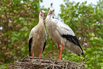 Cigogne blanche, nid, Ciconia ciconia, White Stork
