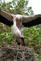 Cigogne blanche, nid, Ciconia ciconia, White Stork