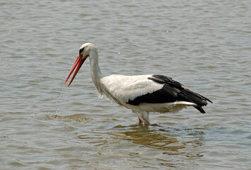 Cigogne blanche, Ciconia ciconia, White Stork