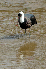 Cigogne épiscopale,.Ciconia episcopus, Woolly necked Stork