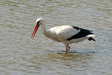 migration, Cigogne blanche, Ciconia ciconia, White Stork