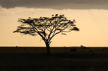 coucher de soleil, Cigogne blanche, Ciconia ciconia, White Stork, Parc national du Serengeti,...