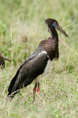 Cigogne d'Abdim,.Ciconia abdimii, Abdim's Stork