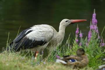 Cigogne blanche, Ciconia ciconia, White Stork