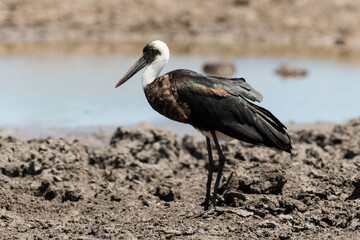 Cigogne épiscopale,.Ciconia episcopus, Woolly necked Stork