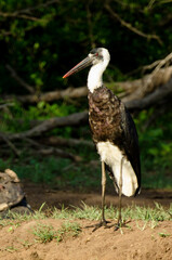 Cigogne épiscopale,.Ciconia episcopus, Woolly necked Stork