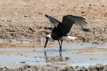 Cigogne épiscopale,.Ciconia episcopus, Woolly necked Stork