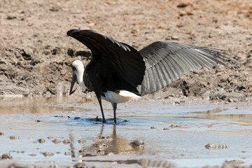 Cigogne épiscopale,.Ciconia episcopus, Woolly necked Stork