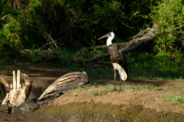 Cigogne épiscopale,.Ciconia episcopus, Woolly necked Stork