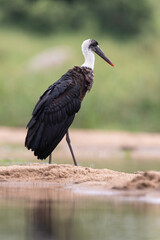 Cigogne épiscopale,.Ciconia episcopus, Woolly necked Stork
