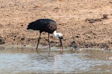 Cigogne épiscopale,.Ciconia episcopus, Woolly necked Stork