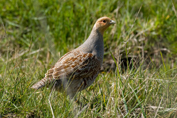 Perdrix grise.Perdix perdix, Grey Partridge