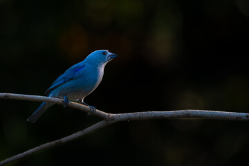 Blue-gray tanager perched on a branch