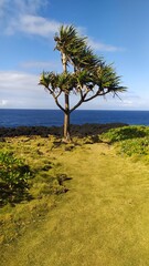 Fototapeta na wymiar Magnifique Pandanus dressé au bord de la falaise volcanique Sud de L'ile de la Réunion