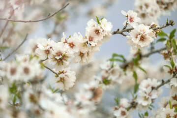 Almond blossom in Sicily, Italy
