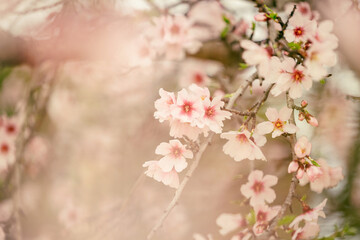 Almond blossom in Sicily, Italy
