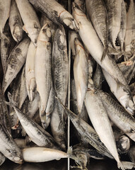 Obraz premium fresh fish on ice