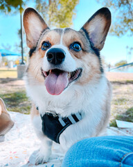 Pawsitively Picnicking: Corgi's Delightful Contribution