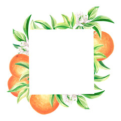 Square frame of oranges with green leaves and white flowers. Summer citrus template with copy space. Isolated hand drawn illustration for card and invitation, making stickers, print packaging, textile