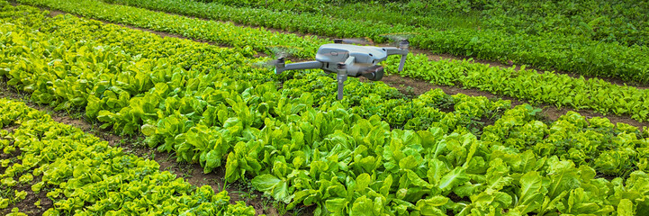 Quadcopter drone flying over a green lettuce farm for precision agriculture, monitoring crop health and growth, smart farming technology concept