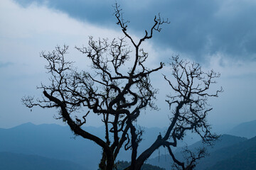 Lonely tree and blue sky landscape.Evening in arunachal pradesh,india.
