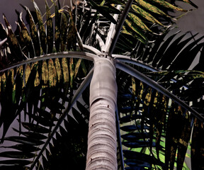 slender, upright palm tree that can reach a height of 6 to 8 meters. It has a grey, smooth trunk and deep green leaves that sprout in a distinctive manner from the top of the trunk. The plant produce