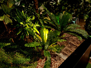is a fern from the group known as bird's nest ferns. In Japanese, it is known as ō-tani-watari and...