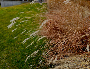flower beds with ornamental grasses are attractive from autumn to winter and thanks to dry flowers...