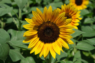 Sunflowers blooming in the park